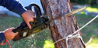 Reliable Mount Pocono, PA Tree Removal Services Solutions