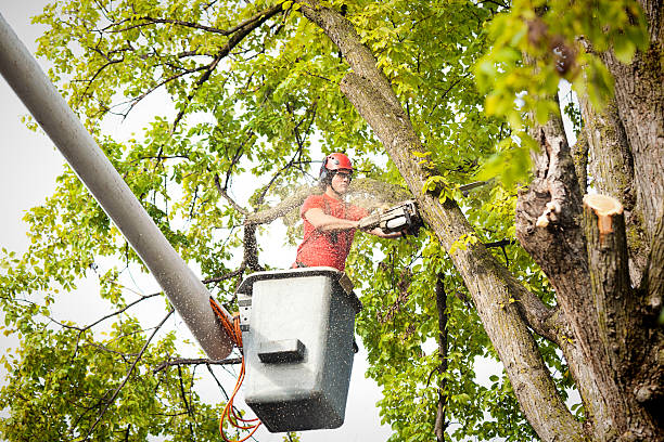 How Our Tree Care Process Works  in  Mount Pocono, PA